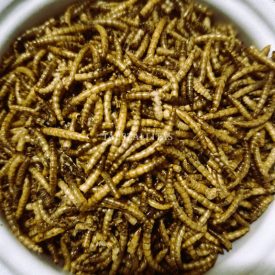 Lisztkukac 0,3kg (~1 liter)