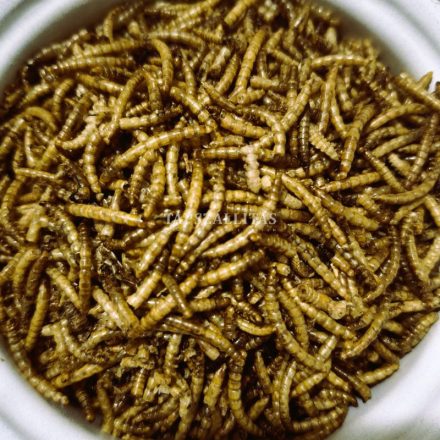 Lisztkukac 0,3kg (~1 liter)