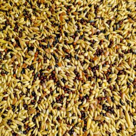 ÍRISZ Kanári eledel 1kg